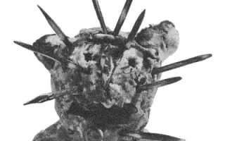 Judgitzu