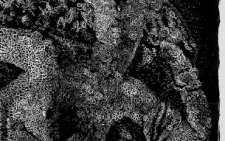 Frànçois Atlas