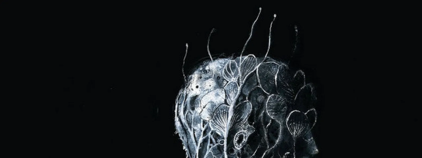 Soen