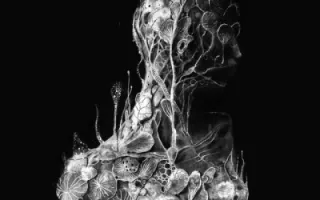 Soen
