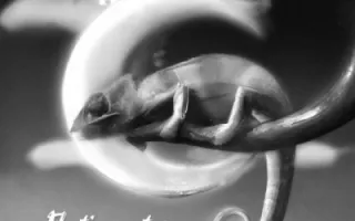 Kameleon Dream